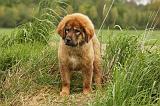 DOGUE DU TIBET 784